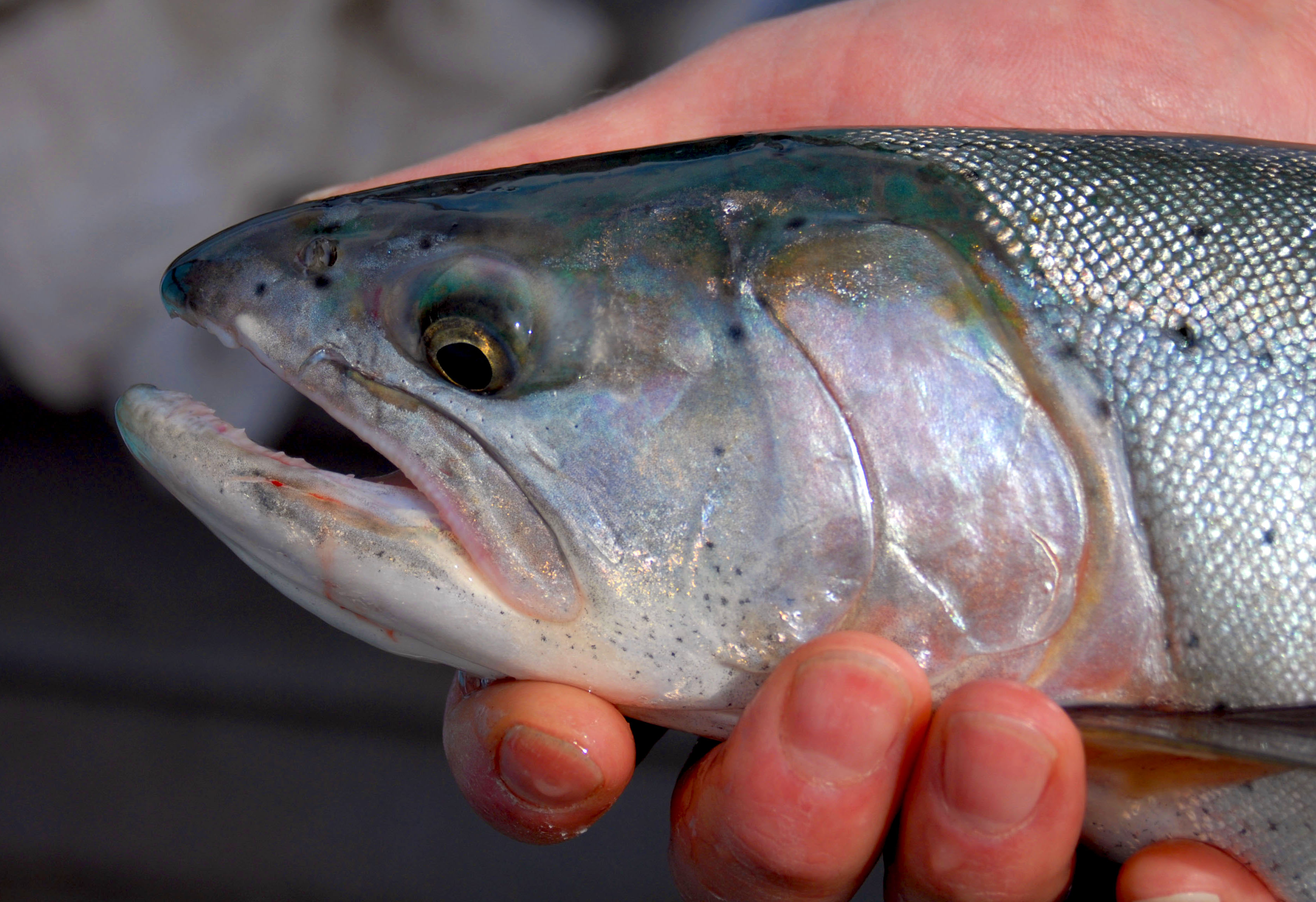 Lahontan Cutthroat Reference Photos - Click Image to Close